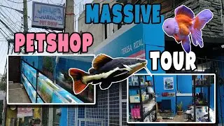 Massive Petshop Tour at JBM AQUAYARD PETSHOP first branch!