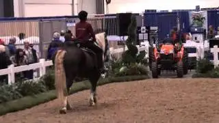 Blackforest Horse Demo