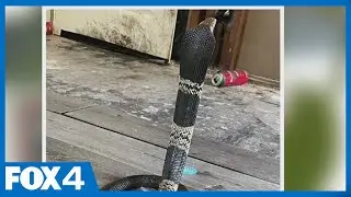 Venomous cobra missing in Grand Prairie, search underway