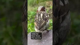 Varblane, Passer Brisson, True sparrows - Eesti linnud