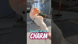 Max Charms Construction Workers