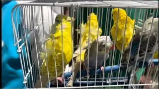 الحق عروض العصافير من داخل سوق السيده عائشه بأرقام تلفونات اصحابهم 😎👍١٠ مايو، ٢٠٢٥