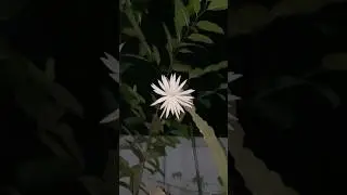 Beautiful Kadupul Flower 🥹😍#shorts #nature #trending