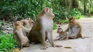 Little monkey’s heart aches for warm milk love