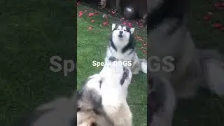 Wyjące psy haski (husky)