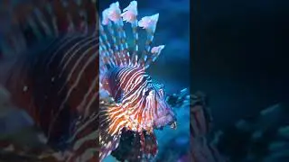Eye to eye with the Red Lionfish. #scubadiving #underwaterphotography #oceanlife #marinelife