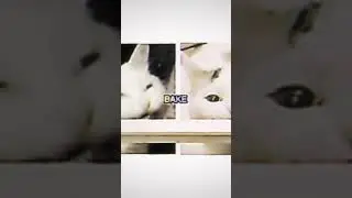 Cooking with Garry And Bro!! | #catmeme #meme #wholesomecooking #warning