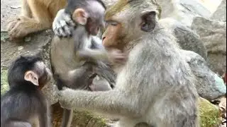 Poor Janna Baby Monkey Screaming Loudly for Help | Baby Angry Sister and Hungry Milk | Monkey Crying
