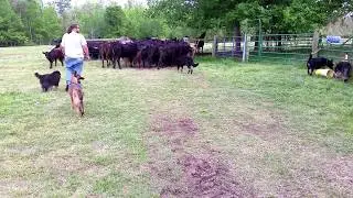 German Shepherds working cattle.