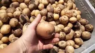 Копка картофеля 2018. Копалка 