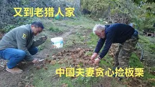 又到希腊山村，老猎人夫妻迫不及待想看自己的视频，中国夫妻贪心捡板栗