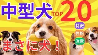 【2025年最新版】中型犬人気ランキングTOP20｜性格・飼いやすさで本当に選ばれている犬種
