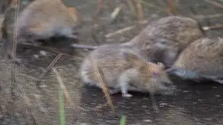 Why Winter Is Critical For Rodent Prevention From The Bug Master
