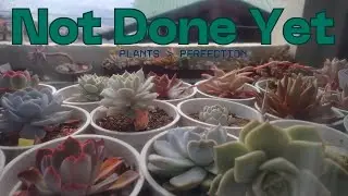 Succulent Garden Reset Pt. 2 | Rearranging the Balcony Until It Makes Sense