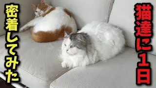 本当になんでもない猫の一日に密着してみた結果&hellip;【猫のルーティン】【関西弁でしゃべる猫】【猫アテレコ】