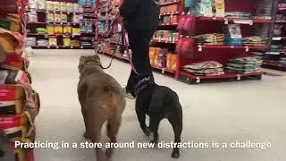 Field trip with previously pulling/reactive English Bulldogs - Balanced Dog Training Ecollar