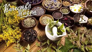 Качество жизни - Елена Милосердова. Траволечение