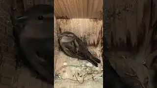 Wild Garden House Sparrow entering a nest box #shorts