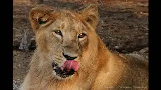 Wildlife Tour India | Four Big Cat Tour India | Tiger Tours India