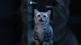 OMG poor cat sits in the rain?!#cute #sad #fy #funny