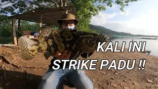 PADU !! kerapu hybrid MAKAN DI TANGAN ??  || Kolam rizqeen Batu kawan