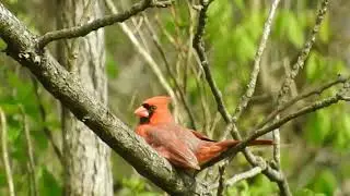 Watch cardinal&rsquo;s crest rise as he sings