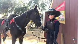 Gaited Horse Training - Lowering head for bridle