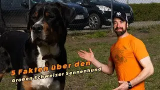 5 Fakten &uuml;ber den Gro&szlig;en Schweizer Sennenhund
