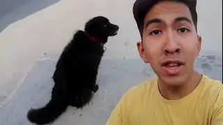 Did This Dog See A Jinn ??