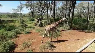 #nature things ....#Giraffe..#@trusilah crystal tours