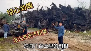 深山里发现一堆老树根，花半年积蓄装三车回家，结果吓坏路人