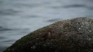 Savannah Sparrow on the rocks in Stanley Park, Vancouver, Canada