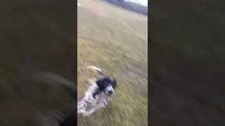 cane &ldquo;acquatico&rdquo;