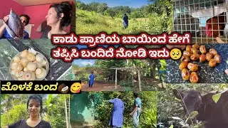 ಕಾಡುಪ್ರಾಣಿಯ ಬಾಯಿಂದ ಹೇಗೆ ತಪ್ಪಿಸಿ ಬಂದಿದೆನೋಡಿ ಇದು🥺|ಮೊಳಕೆ ಬಂದ🥥😋|Kannada vlogs|Kannada vloggers