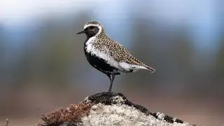 Ljungpipare (Pluvialis apricaria)