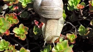 Fauna and flora of Europe