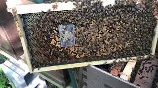 A Way To Get A Few Extra Queens Via The OTS System