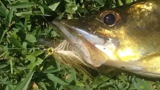 Fly fishing BIG Snook on first cast! [HD]