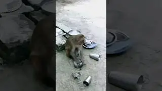 monkey hardworking #funny #shorts
