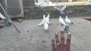 Shok 🕊️ karo guys or subscribe bhi #vlog #viralvideo #viralreels 