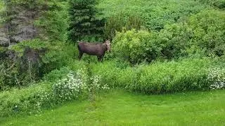 Drone Video Of a Moose in Barachois Quebec, Canada