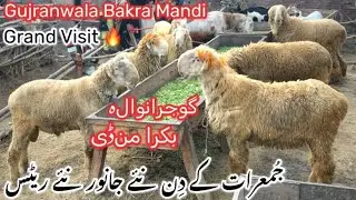 Big Size Mundre 🔥 Top Quality Mundre. Low Range. Full Mandi Visit. Update &hearts;️ Gujranwala Bakra Mandi