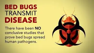 Top 5 Bed Bug Myths