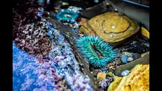 Cabrillo Beach Tide Pools, San Pedro