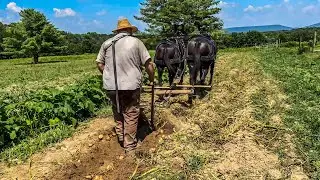 DIGGING POTATOES using DRAFT MULES‼️FAMILY comes together&hellip;#237 #mules #potato #potatofarming