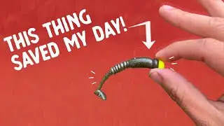 Bass Fishing with Paddle Tail Swimbaits | Mule Fishing Donkey Tail