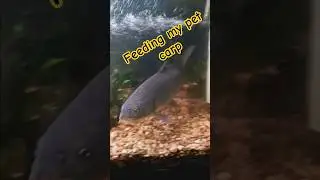 feeding my pet carp #feeding #my #pet #carp #feed #fish #european #europeancarp #carpfish
