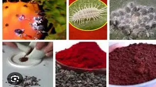 Facts about red velvet cake it may cause cancer #facts #health #news #shorts #true
