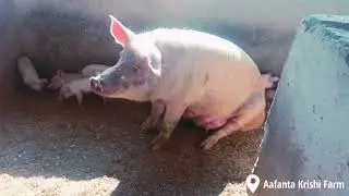 After long time no see😁😁.my farm new members.#farming #china #india #nepali #japan #pig #pork