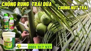 CHỐNG NỨT TR&Aacute;I DỪA RỤNG TR&Aacute;I DỪA